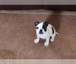 Faux Frenchbo Bulldog Puppy for sale in WILLIAMSBURG, OH, USA