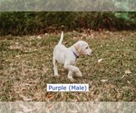 Small Photo #21 Labrador Retriever Puppy For Sale in MOBILE, AL, USA