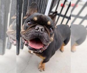 REMO - Male French Bulldog Dog for Adoption - Photo #3