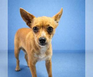 Chihuahua Dogs for adoption in Redlands, CA, USA