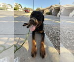 Small #3 Rottweiler