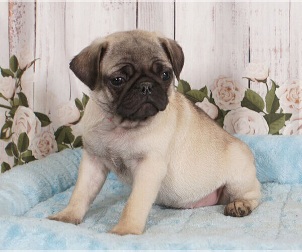 Medium Photo #1 Pug Puppy For Sale in PENNS CREEK, PA, USA