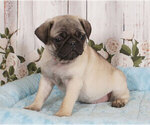 Small Photo #1 Pug Puppy For Sale in PENNS CREEK, PA, USA