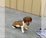 Small #7 Dachshund