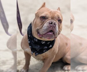 Wren - Female Bulldog Dog for Adoption - Photo #2