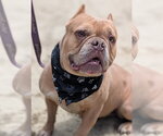 Small #1 Bulldog