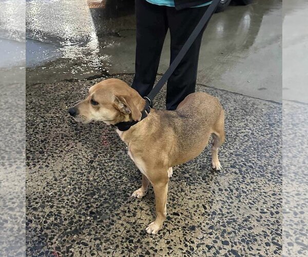 Medium Photo #11 Beagle-Unknown Mix Puppy For Sale in Rockaway, NJ, USA