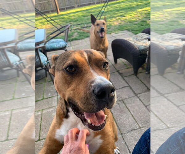 Medium Photo #16 American Pit Bull Terrier-Unknown Mix Puppy For Sale in Germantown, OH, USA