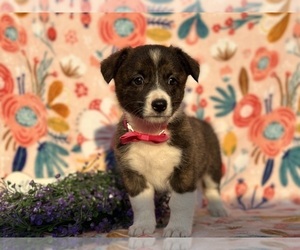Collie-Pembroke Welsh Corgi Mix Puppy for sale in LANCASTER, PA, USA