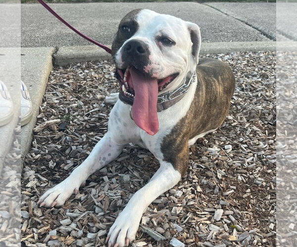 Medium Photo #5 Boxer-Unknown Mix Puppy For Sale in GILBERTS, IL, USA
