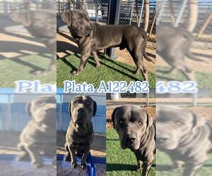 Mutt Dogs for adoption in HESPERIA, CA, USA