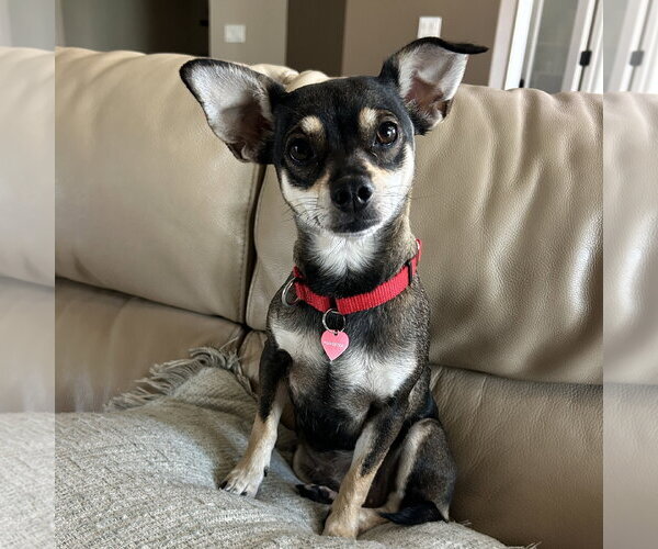 Medium Photo #2 Miniature Pinscher-Unknown Mix Puppy For Sale in Fargo, ND, USA