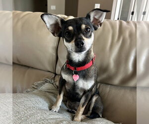 Fresca - Female Miniature Pinscher-Unknown Mix Dog for Adoption - Photo #2
