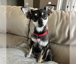 Small Photo #2 Miniature Pinscher-Unknown Mix Puppy For Sale in Fargo, ND, USA
