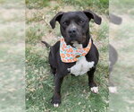 Small #5 American Bulldog Mix