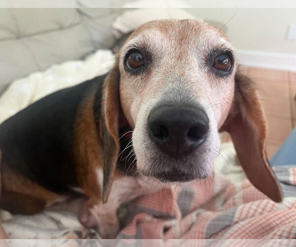 Medium Photo #2 Beagle Puppy For Sale in Dunnellon, FL, USA