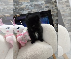 Pomeranian Puppy for sale in HARKER HEIGHTS, TX, USA