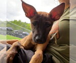 Small #1 Mutt