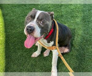 American Pit Bull Terrier-Unknown Mix Dogs for adoption in Orange, CA, USA