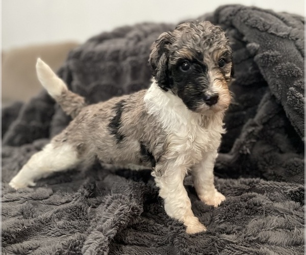 Medium Photo #13 Bernedoodle Puppy For Sale in ZEELAND, MI, USA