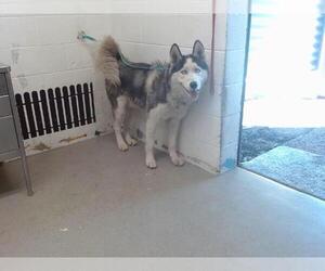 Alaskan Malamute Dogs for adoption in San Bernardino, CA, USA