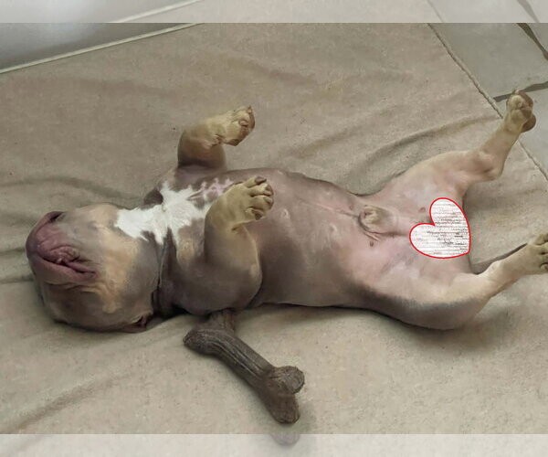 Medium Photo #4 Mutt Puppy For Sale in Spotsylvania, VA, USA