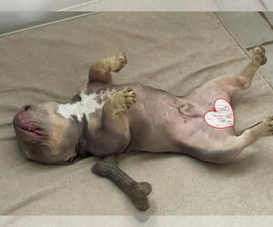 Bobble (special needs) - Male Mutt Dog for Adoption - Photo #4