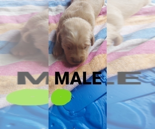 Medium Photo #18 Golden Retriever Puppy For Sale in BLACKBURN, NC, USA