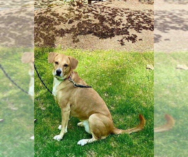 Medium Photo #4 Labrador Retriever-Unknown Mix Puppy For Sale in Arlington, VA, USA