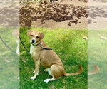 Small #3 Labrador Retriever Mix