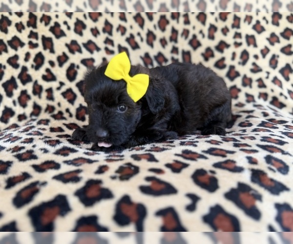 Medium Photo #5 Aussiedoodle Miniature  Puppy For Sale in LAKELAND, FL, USA
