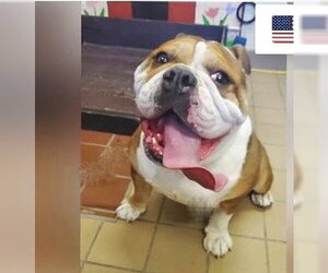 Bulldog Dogs for adoption in Santa Clarita, CA, USA