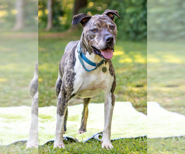 Medium Photo #1 Mastiff-Staffordshire Bull Terrier Mix Puppy For Sale in Decatur, GA, USA