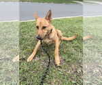 Small #1 Mutt