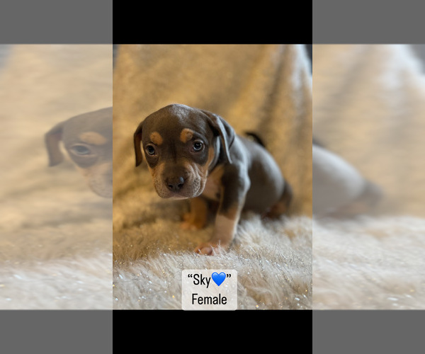 Medium Photo #1 American Bully Puppy For Sale in PIKESVILLE, MD, USA