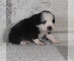 Small #14 Miniature Australian Shepherd