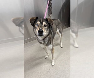 Labsky Dogs for adoption in Fairbanks, AK, USA