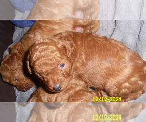 Poodle (Toy) Puppy for sale in DULUTH, GA, USA