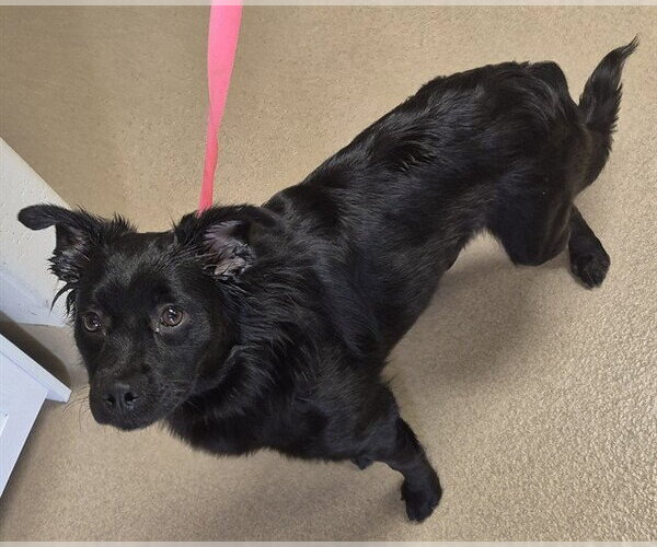 Medium Photo #1 Border Collie-Pomeranian Mix Puppy For Sale in Decatur, IL, USA
