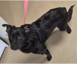 Small Border Collie-Pomeranian Mix