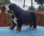 Small Photo #5 Bernese Mountain Dog Puppy For Sale in ALPHARETTA, GA, USA