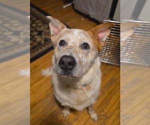Labrador Retriever-Unknown Mix Dogs for adoption in Duluth, MN, USA