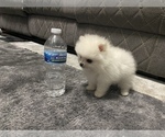 Small Photo #5 Pomeranian Puppy For Sale in SANTA CLARA, CA, USA