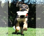Small Photo #2 German Shepherd Dog Puppy For Sale in MURRIETA, CA, USA