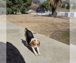 Small #2 Beagle