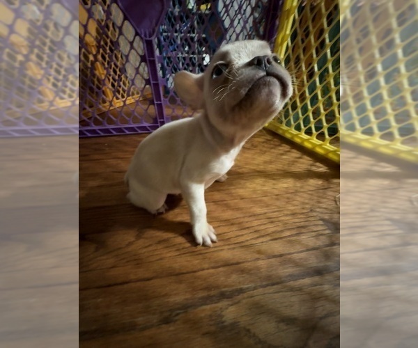 Medium Photo #7 French Bulldog Puppy For Sale in WEST DEPTFORD, NJ, USA
