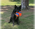 Small #1 German Shepherd Dog