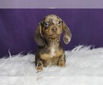 Puppy FancyGirl APR Dachshund