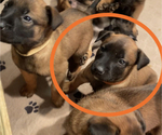 Small Photo #10 Belgian Malinois Puppy For Sale in LABADIE, MO, USA
