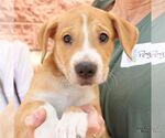 Small #1 Retriever  Mix